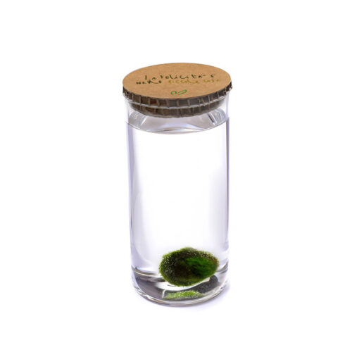 Alga Palla™ Eco - La Felicità Green Avana