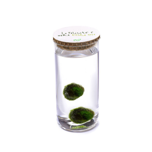 Alga Palla™ Eco Coppia - La Felicità Green Bianco